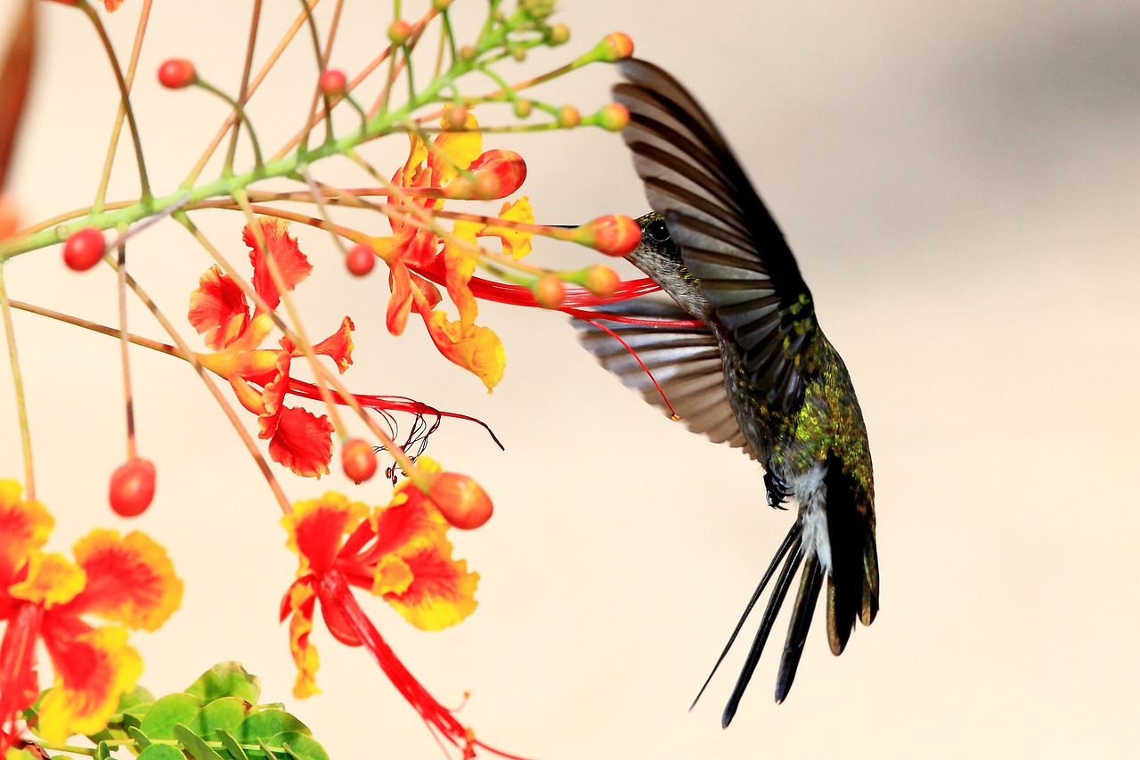 Attracting Hummingbirds to Your Garden